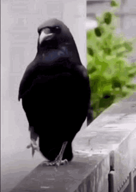 Grumpo Memes