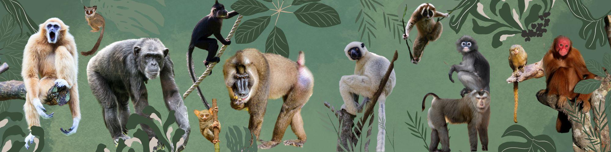 BEST PRIMATE (MONKEYS, APES, ETC.)