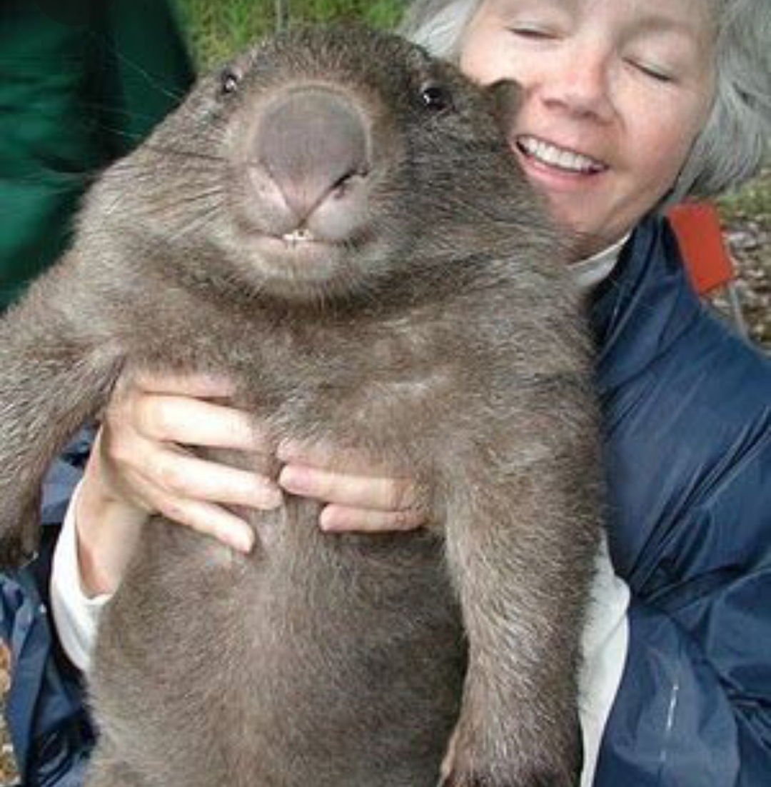 Animali strani