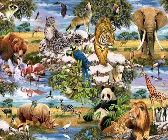 LE MEILLEUR ANIMAL DU MONDE