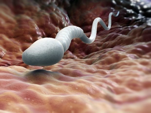 Dospermione nutki