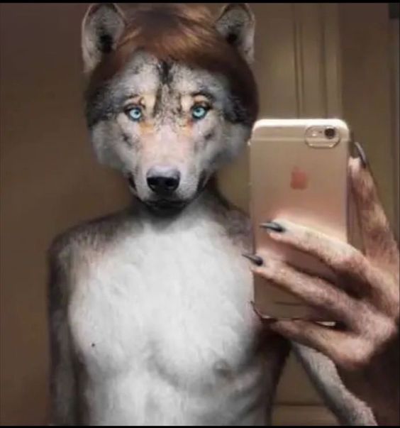 Wolf
