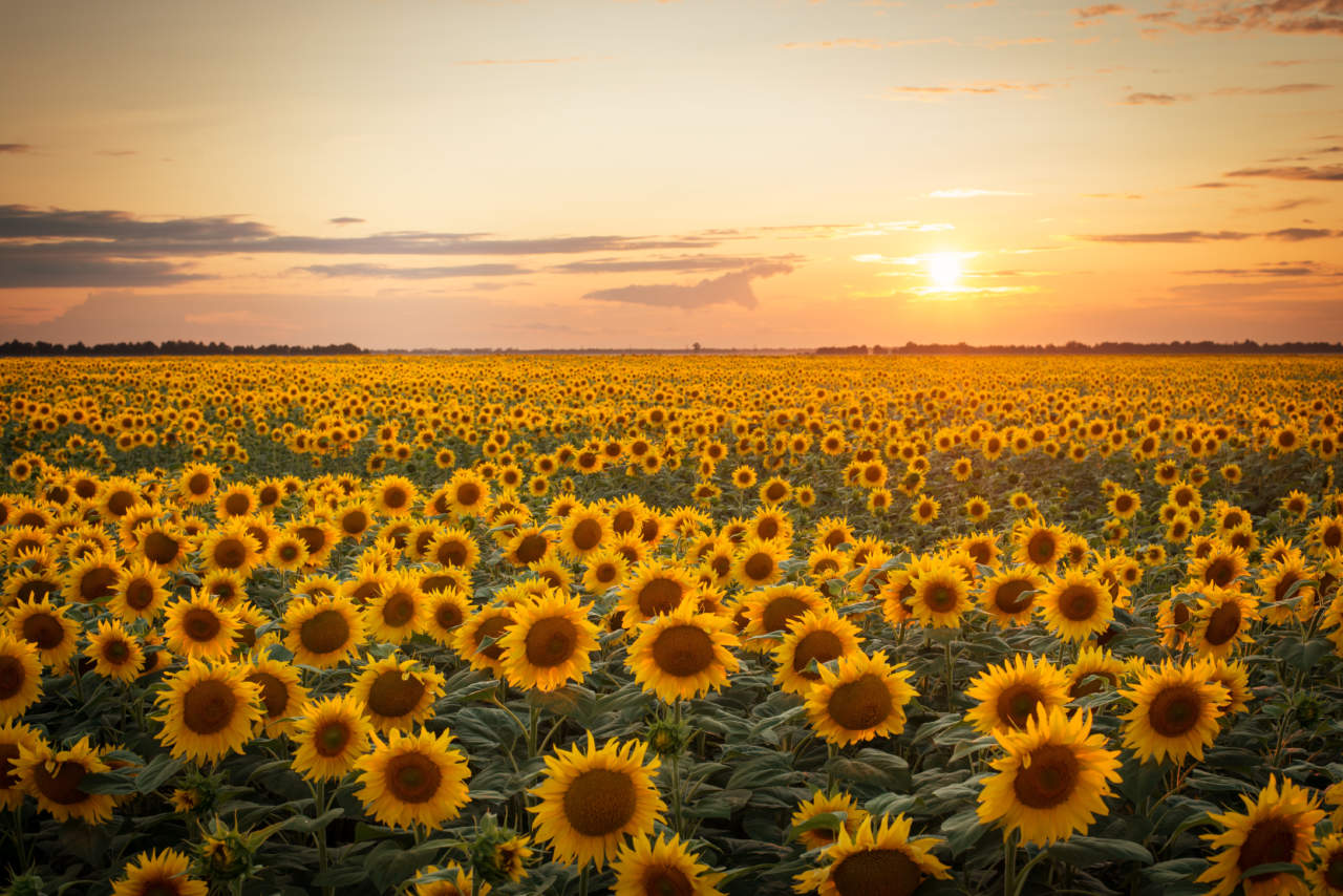 Fiori