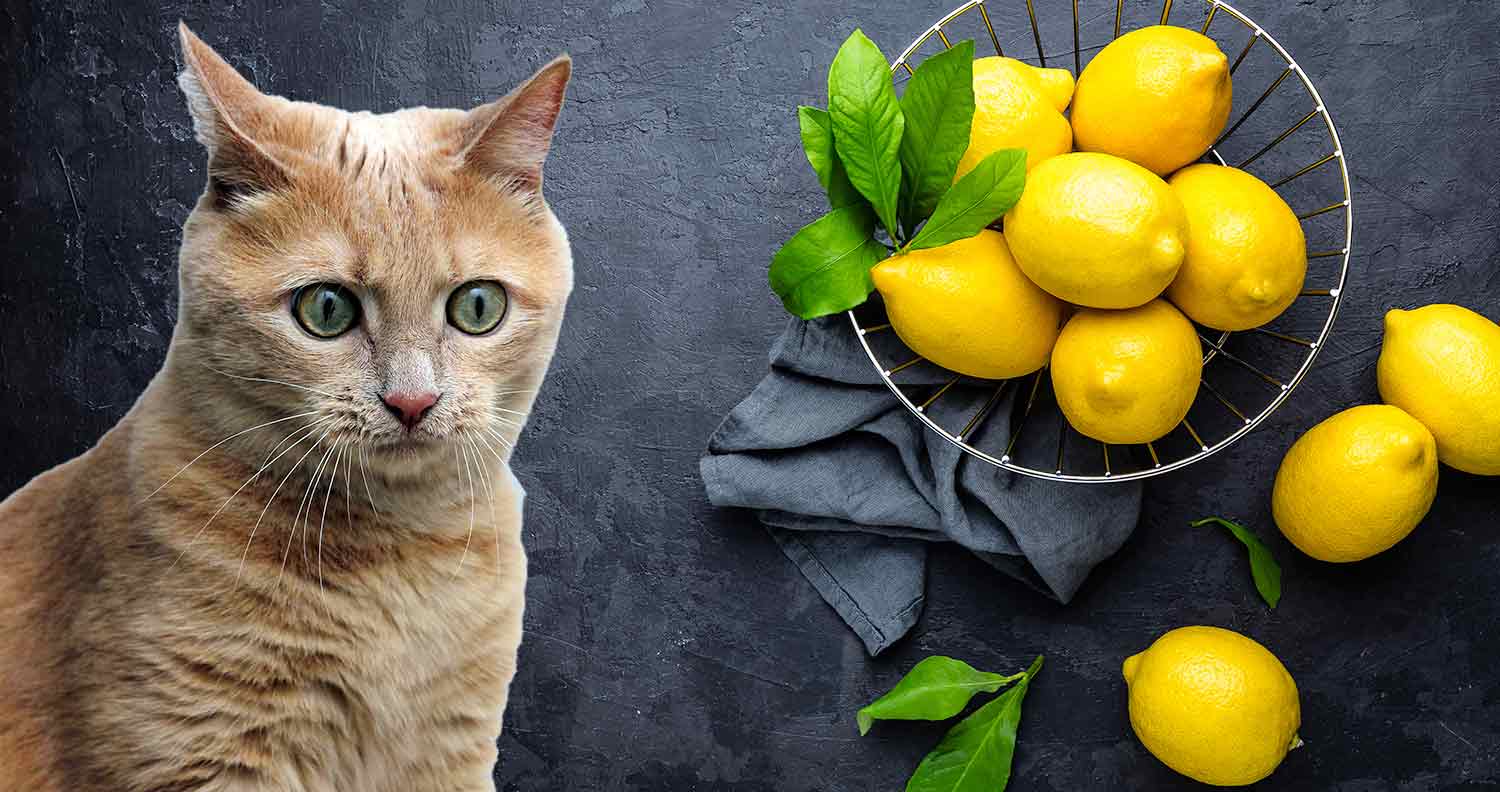 Limonlu şeyler