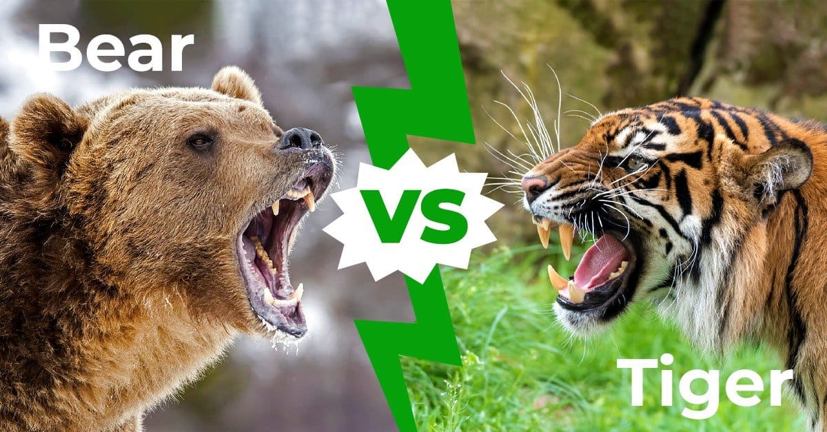 Quel animal gagne le 1v1