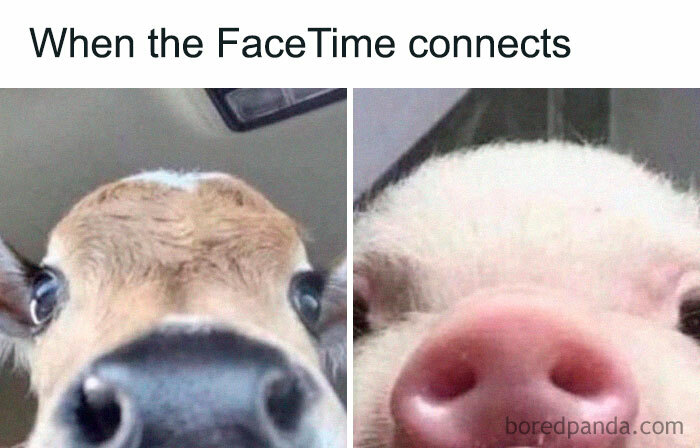 Memes 1