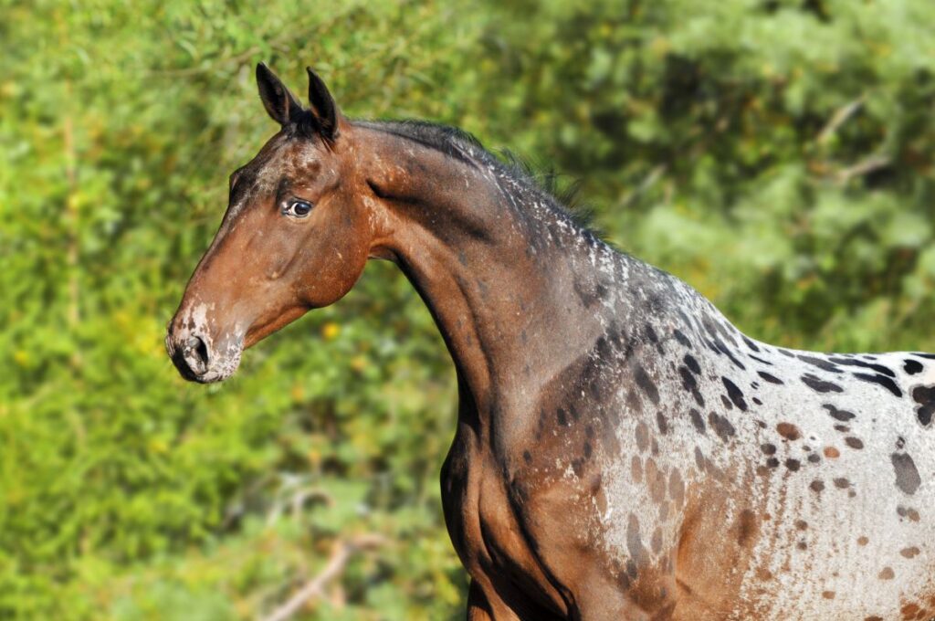 Best Horse Breed