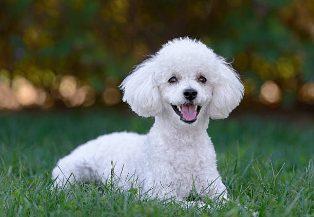 BAGRES DA TERRA, POODLES