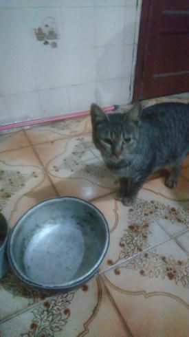Gato.