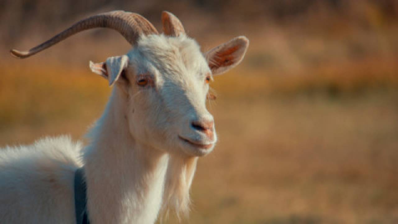Największy GOAT w polskim internecie