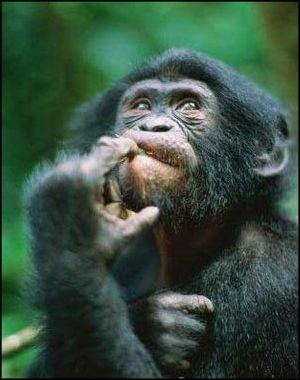 W.M.C. World Monkey Championsh