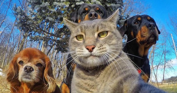 Coolest animals