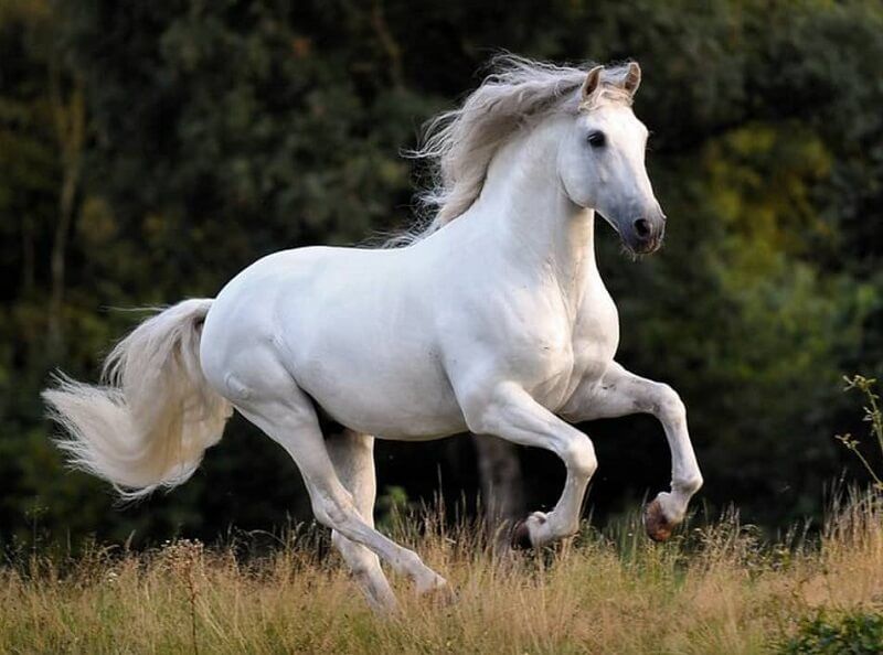 Best Horse Color