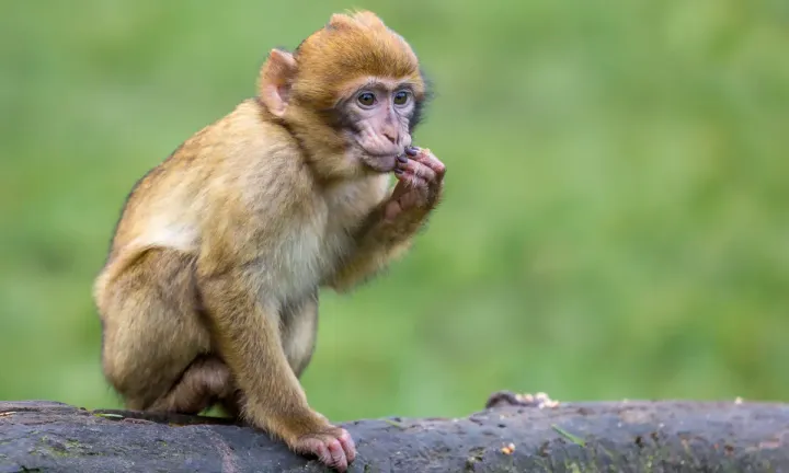 MOST VALID MONKEY