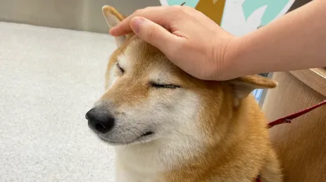 TOP Dog breeds