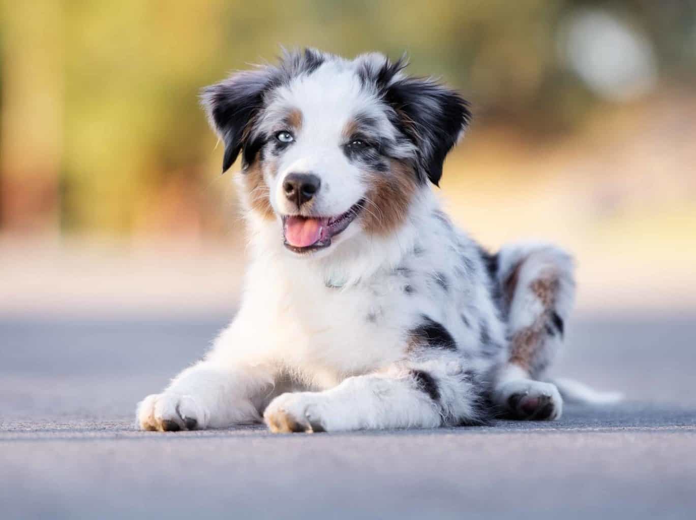 Cutest Animals