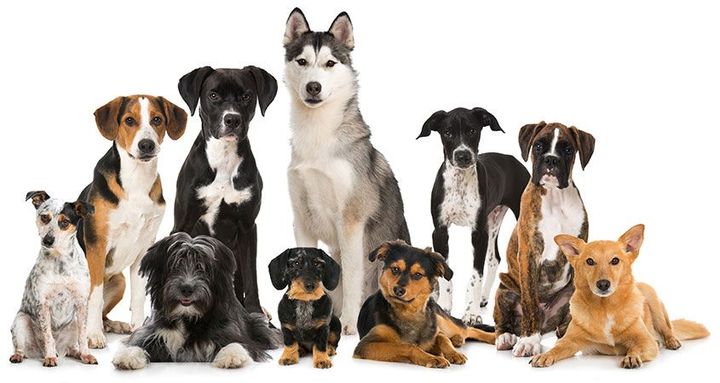 Dog breeds