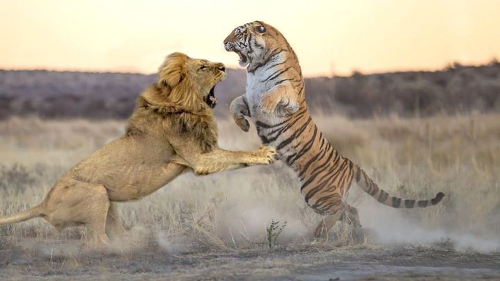 Who is true king of the wild