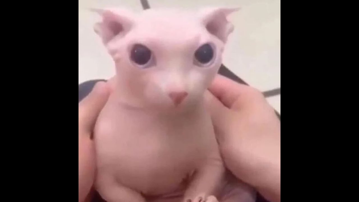 bingus