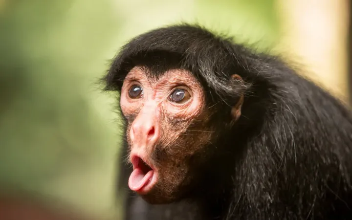O MACACO MAIS FODA DO MUNDO