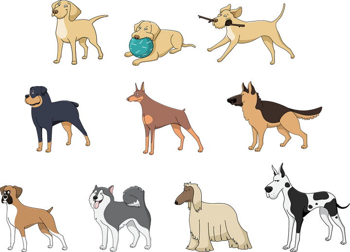 Best dog breed