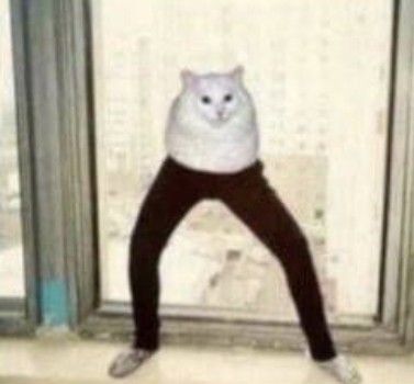 Best Cat fooddd