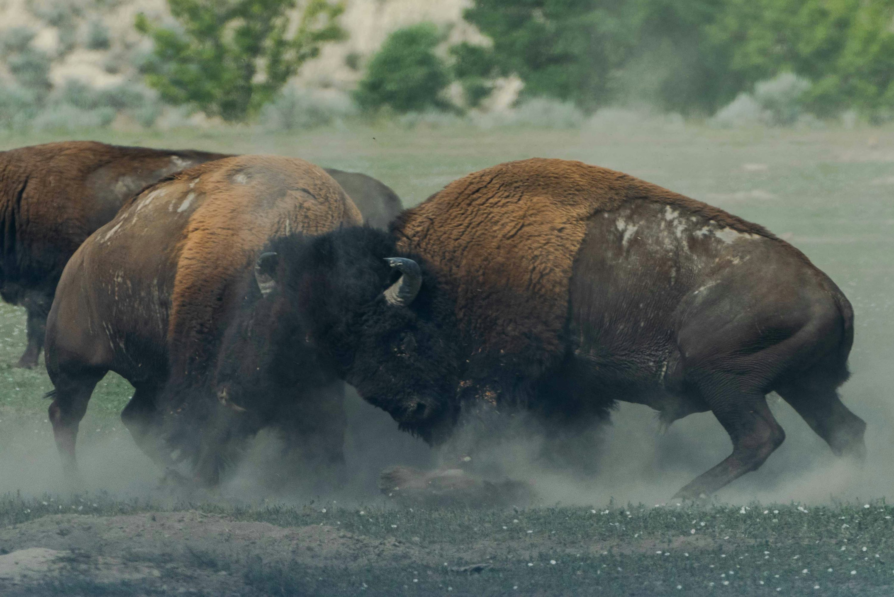 Which Animal Would Win In A Fighht