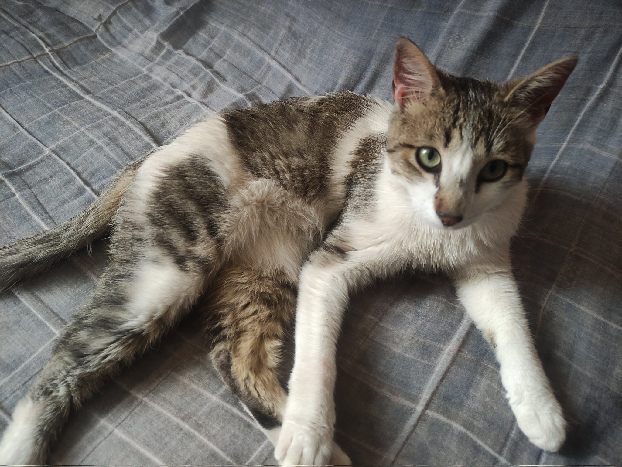CONCURSO GATOS