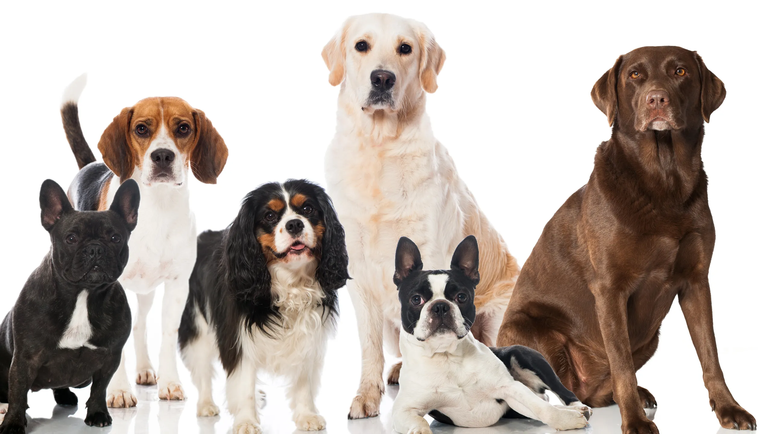 Best razza di cane/dog breed