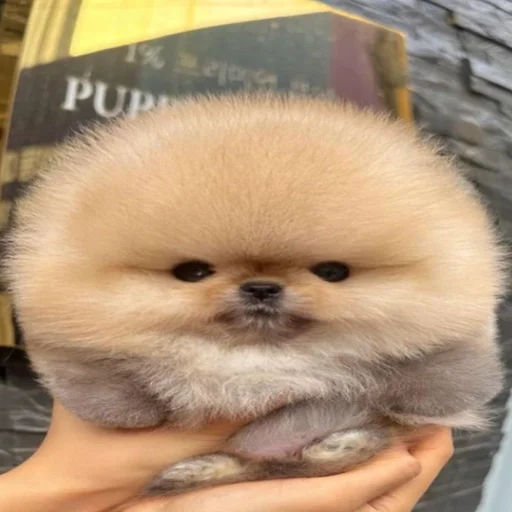 йобла