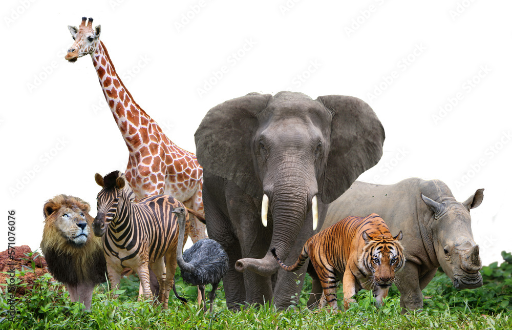 best animal