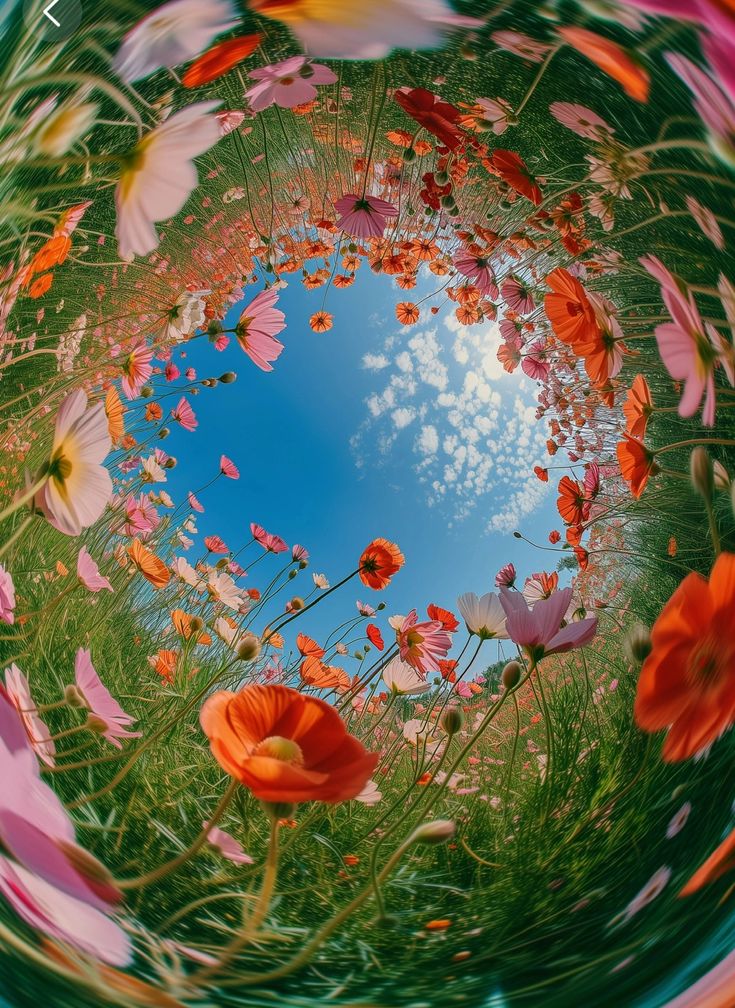 The most beautiful flowers