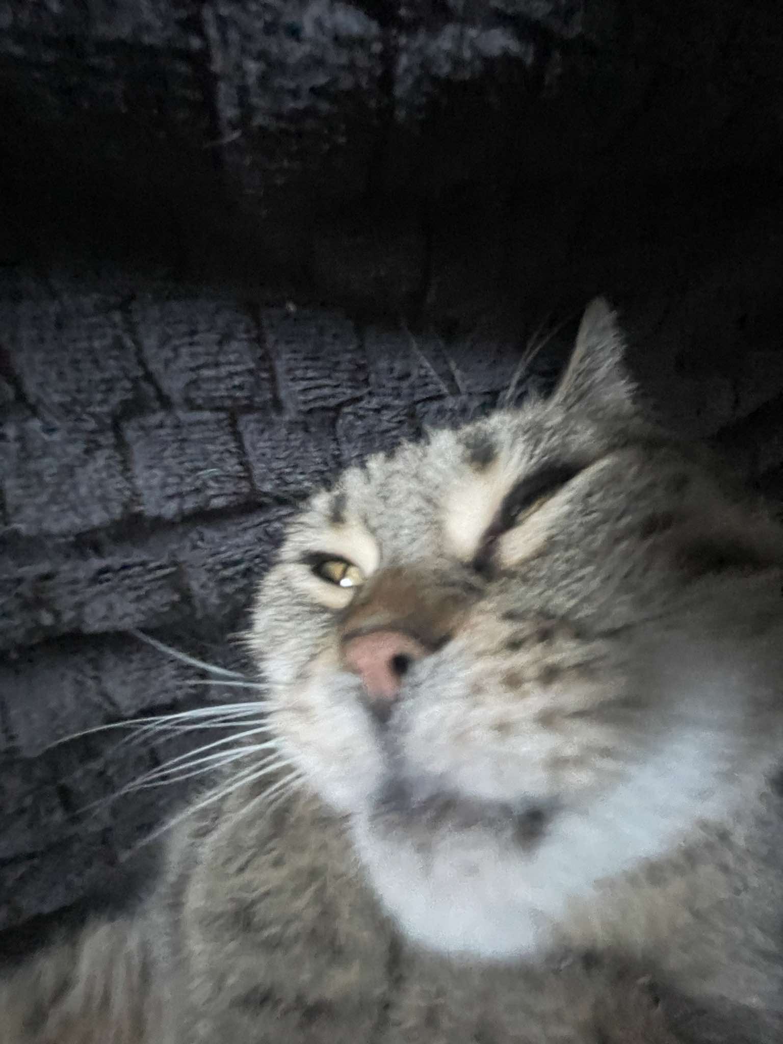 najwiekszy cfelek