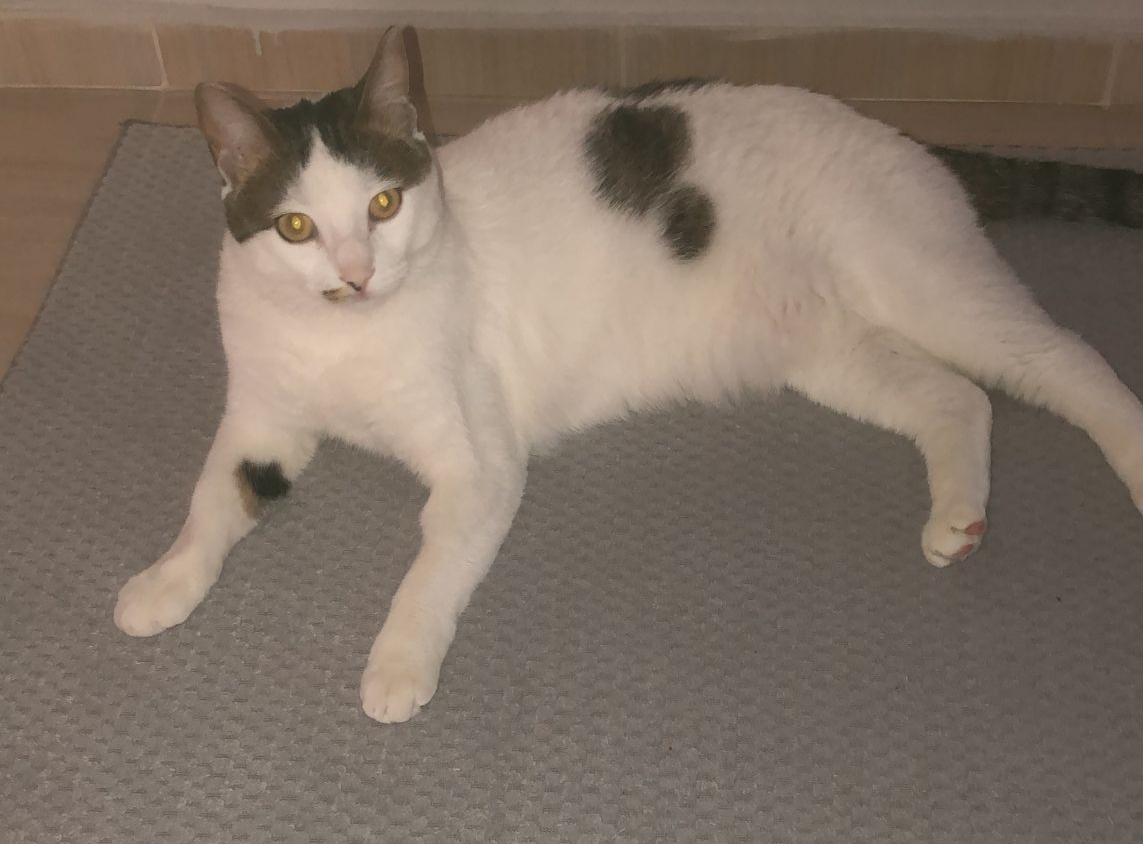 Kedi Cinsi