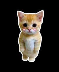 Popular cat memes