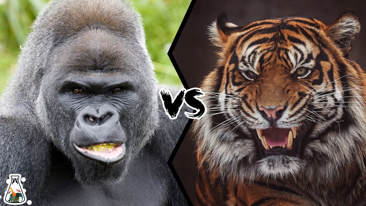 Strongest Animals