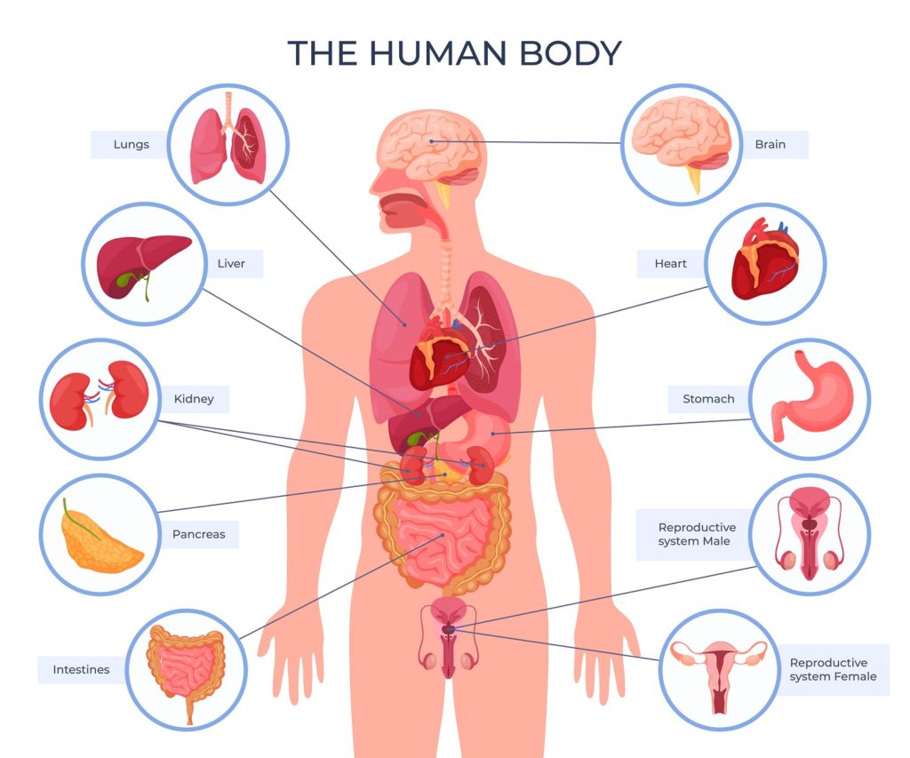 The Most Beautiful Organ in the Human Body