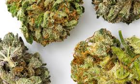 Best Weed Strain