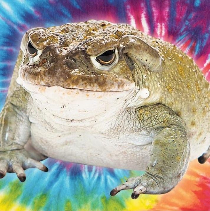 Con quale rana usciresti se fossi anche te na rana??