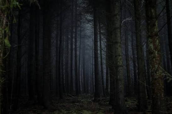 Você está em uma floresta assustadora a noite, o que você quer encontrar?