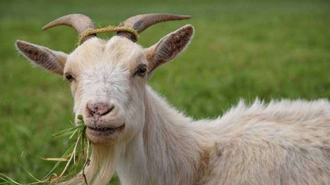 Whos the Goat