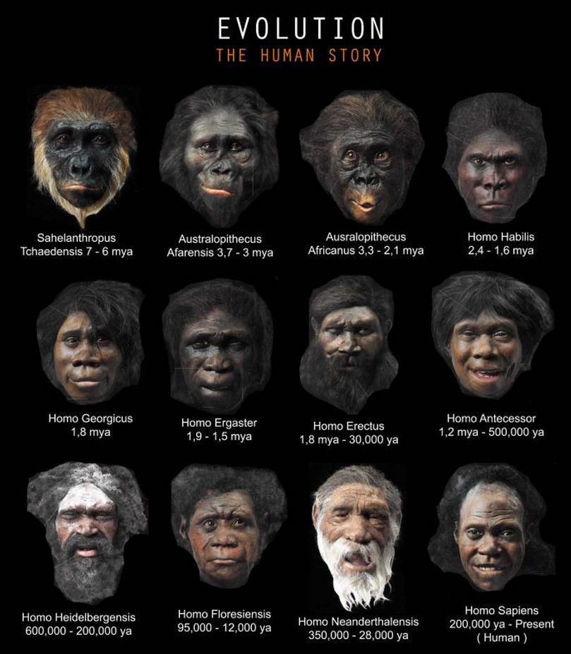 Best Homo species
