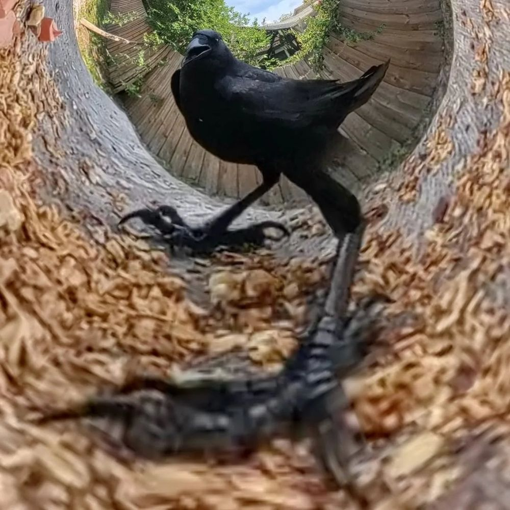 Melhor abertura de DESENHO!