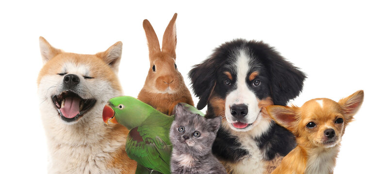 Best Pets