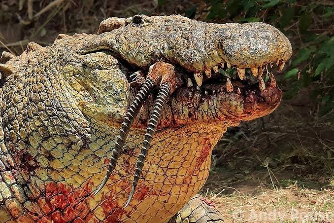Animal mais foda da HISTÓRIA
