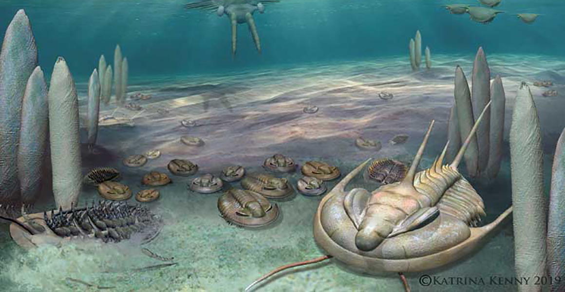 Cambrian animals