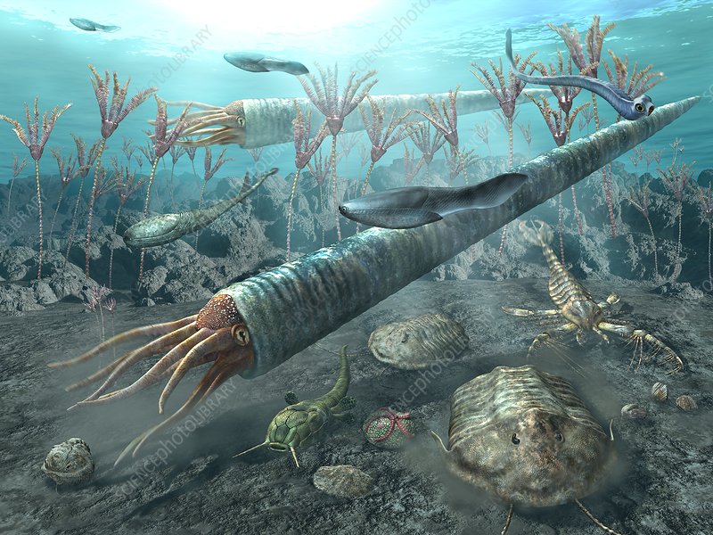 Ordovician Animals