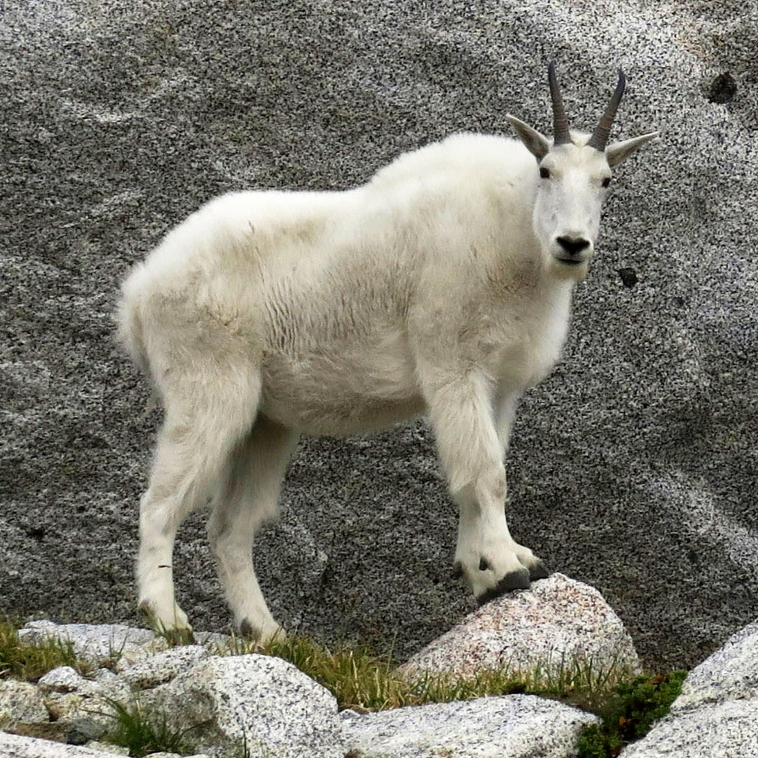 Goat Charakter
