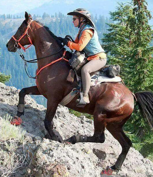 The best equestrian discipline