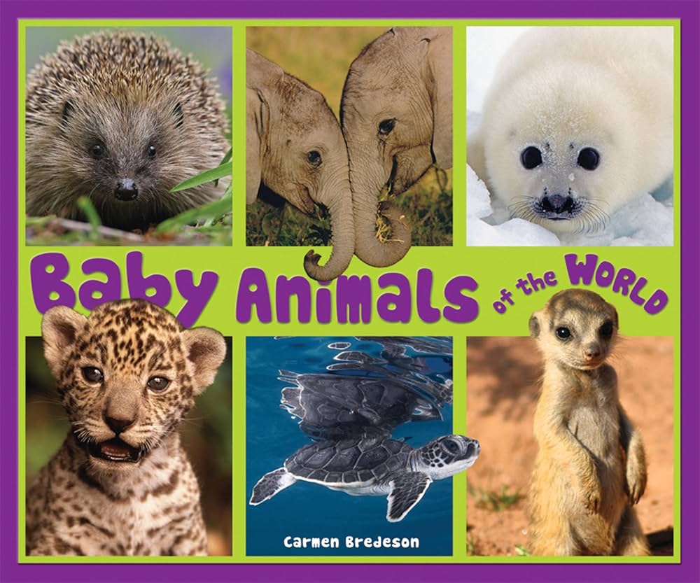Baby Animals